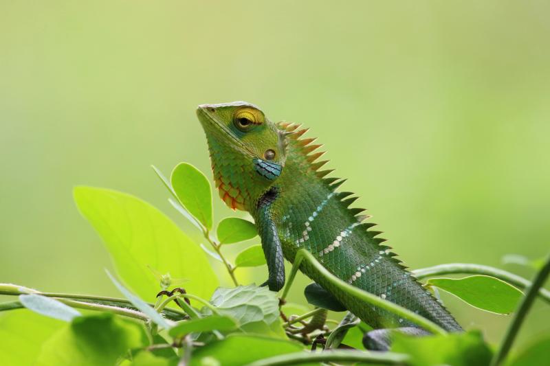 Chameleoni